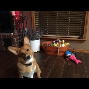 Meet your Posher, Fallon